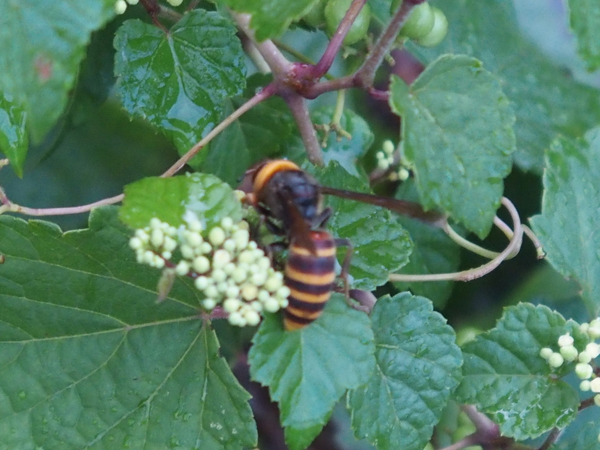 f:id:koro111koyampi:20190822205644j:plain