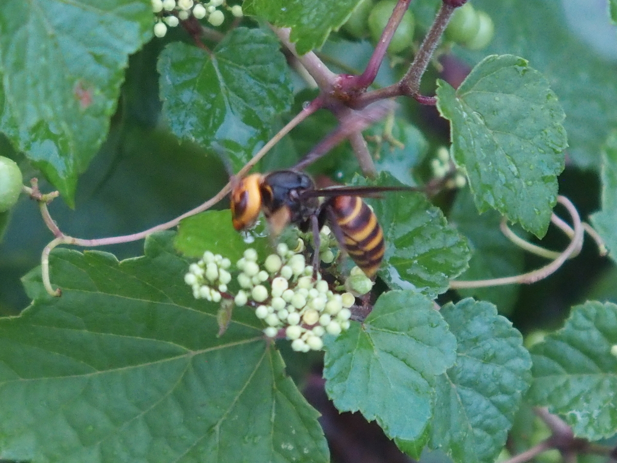 f:id:koro111koyampi:20190822205654j:plain