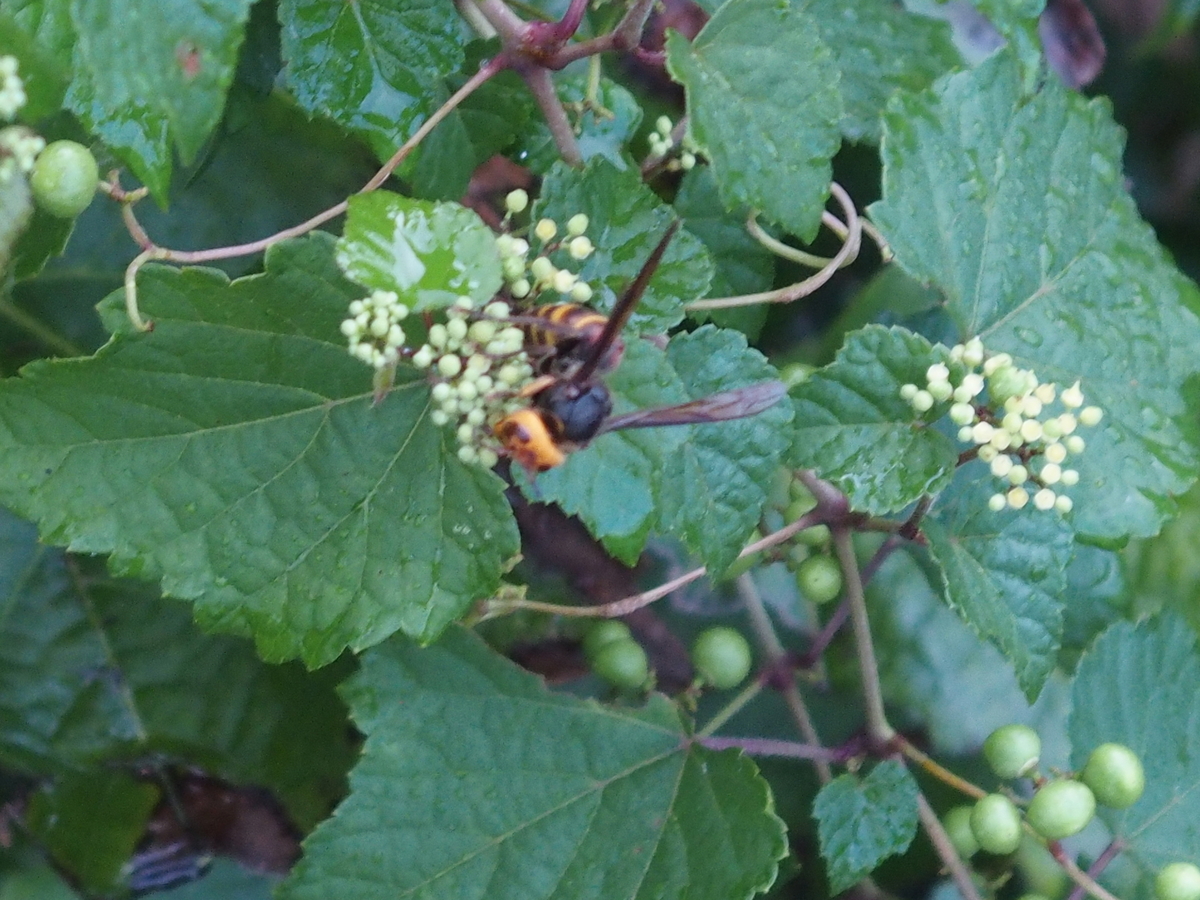 f:id:koro111koyampi:20190822205701j:plain