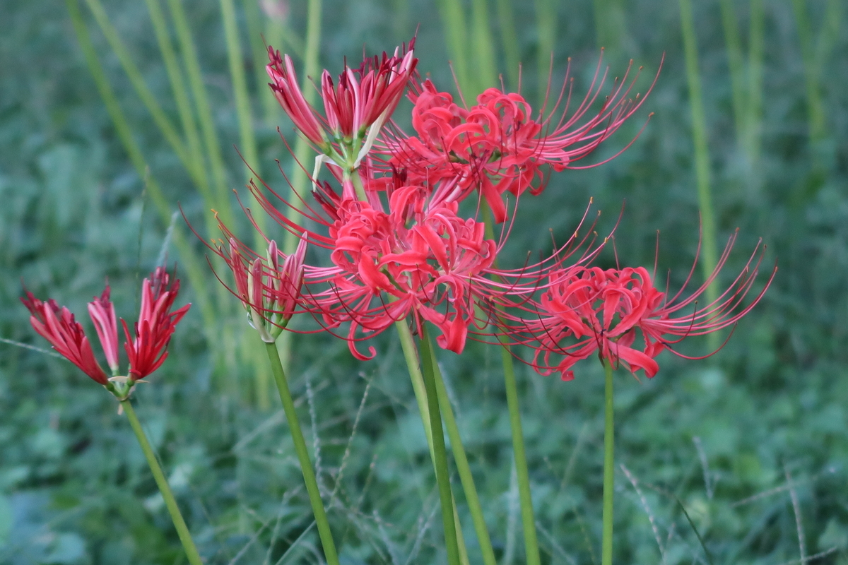 f:id:koro111koyampi:20190925191158j:plain