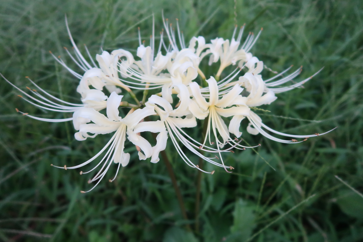 f:id:koro111koyampi:20190925191205j:plain