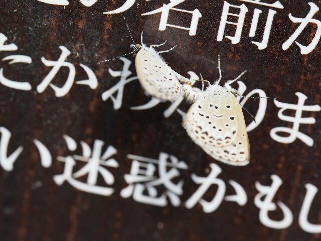 f:id:koro111koyampi:20190930095735j:image