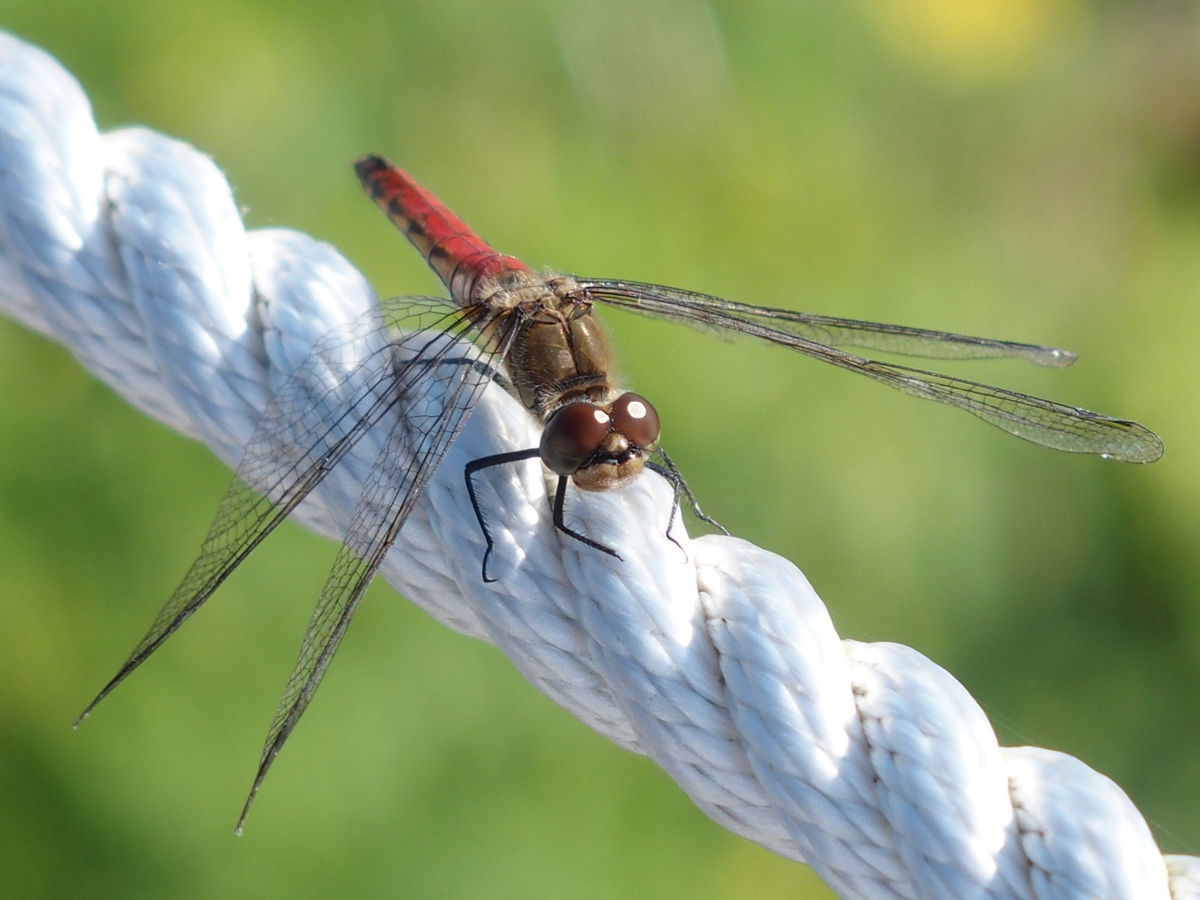 f:id:koro111koyampi:20191031175842j:plain