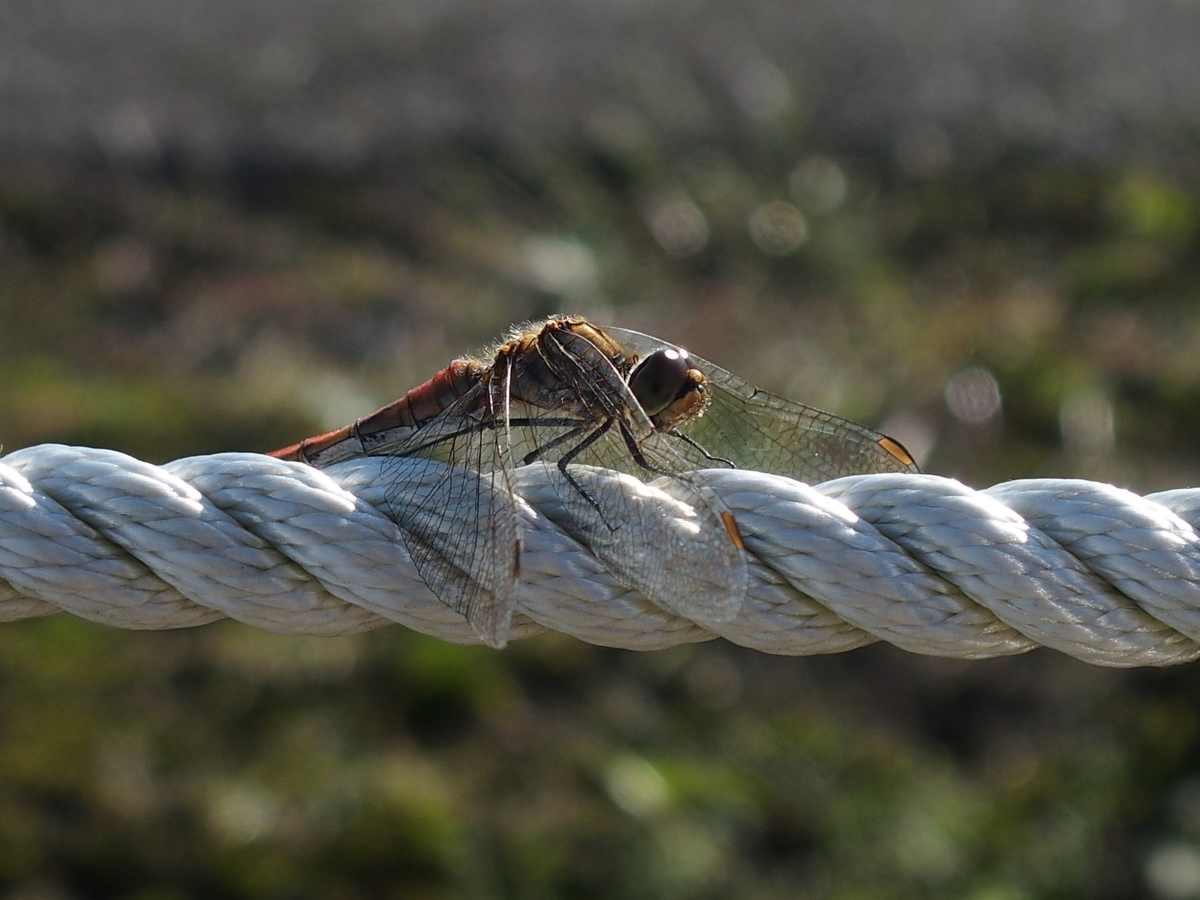 f:id:koro111koyampi:20191031175926j:plain