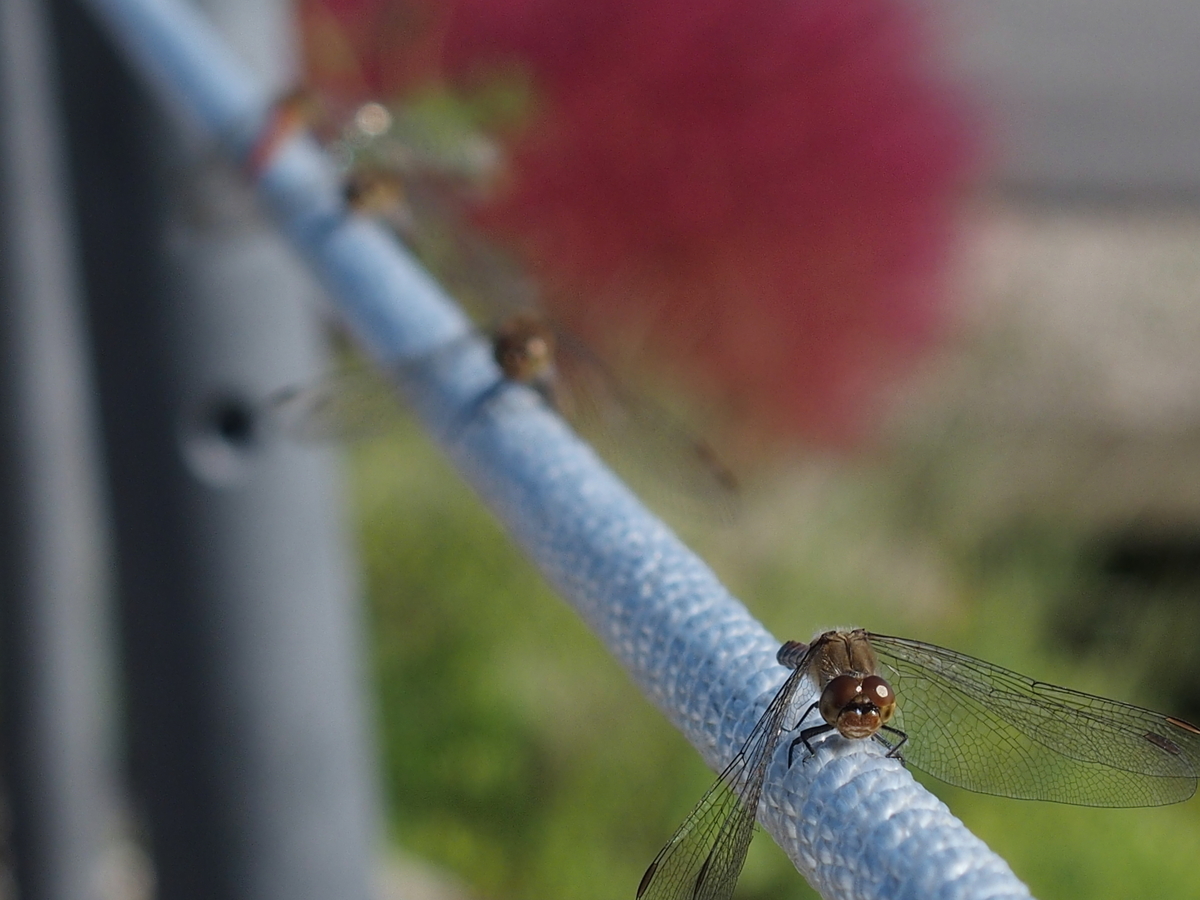 f:id:koro111koyampi:20191031180048j:plain