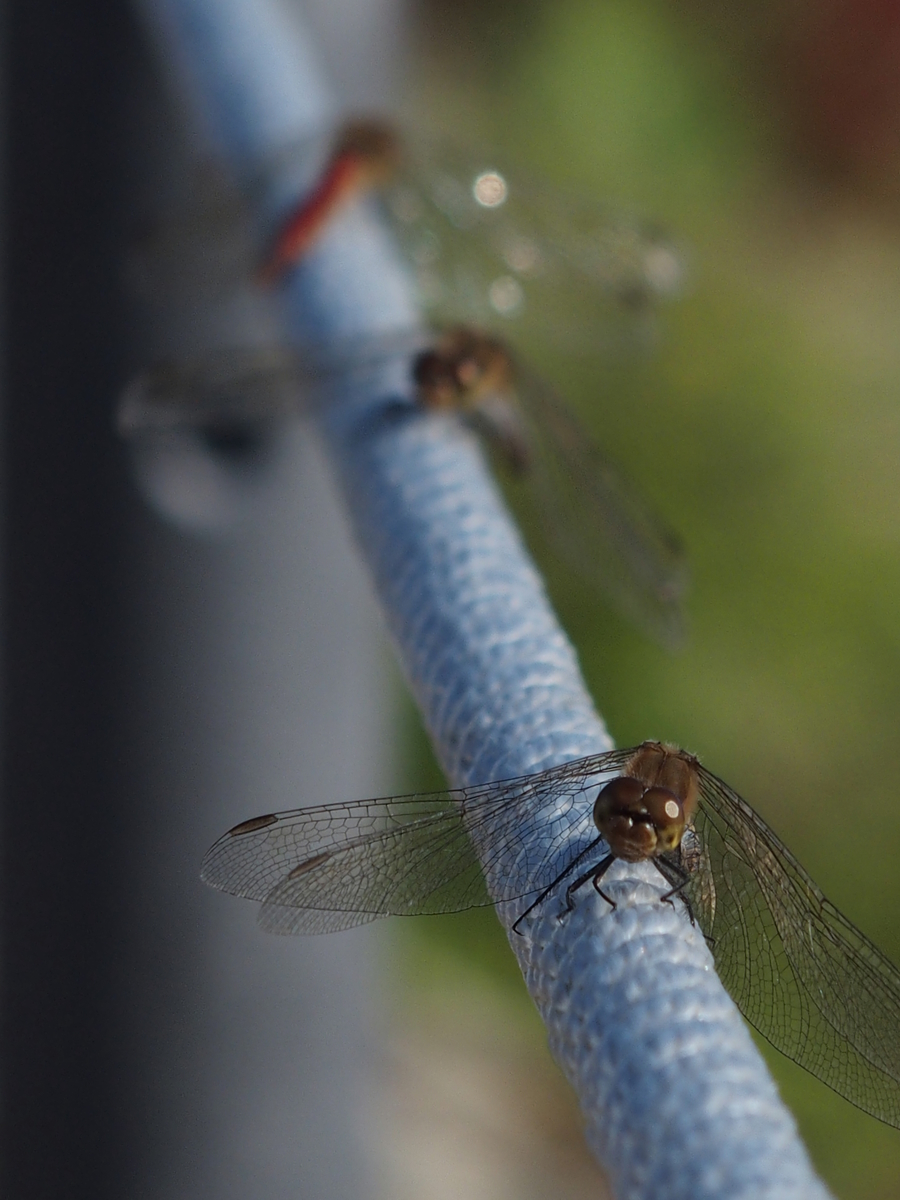 f:id:koro111koyampi:20191031180120j:plain