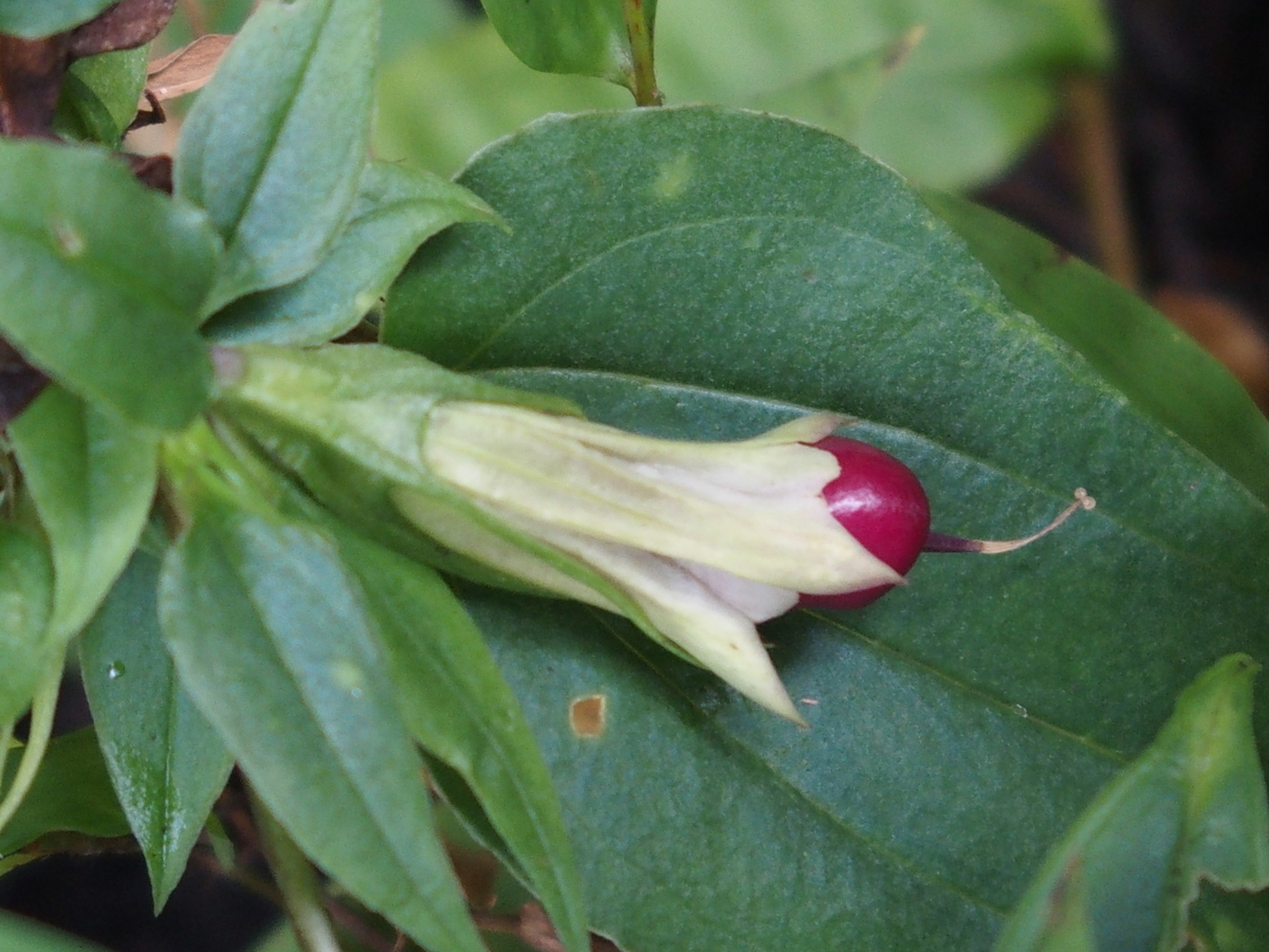 f:id:koro111koyampi:20191031181037j:plain