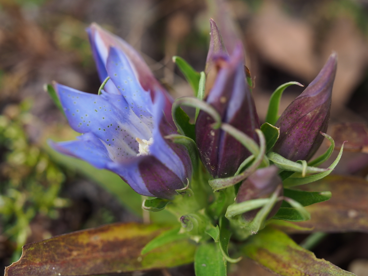 f:id:koro111koyampi:20191031181258j:plain