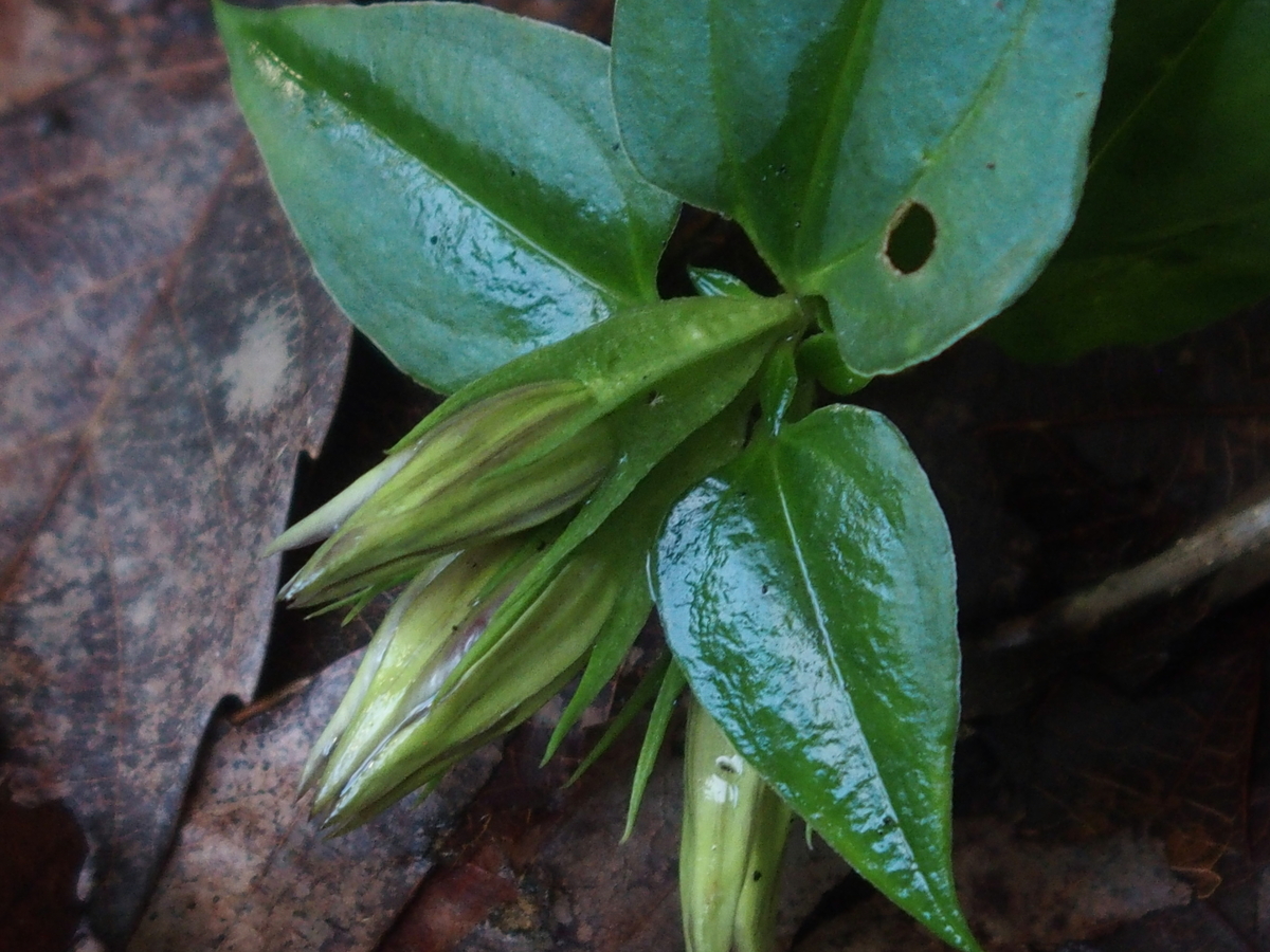 f:id:koro111koyampi:20191031181429j:plain