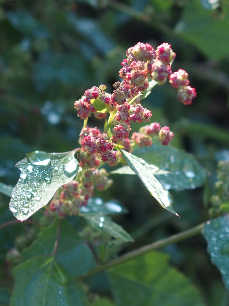 f:id:koro111koyampi:20191101183017j:plain f:id:koro111koyampi:20191101183017j:plain