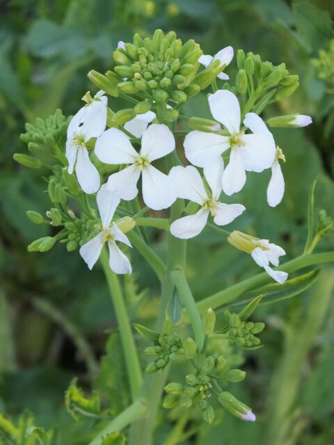 すずしろの花 こやんぴ のぶらりお散歩ブログ