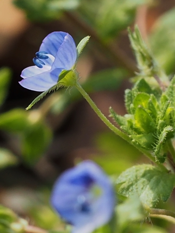 絶滅危惧種のイヌノフグリに出会う - 「こやんぴ」のぶらりお散歩ブログ