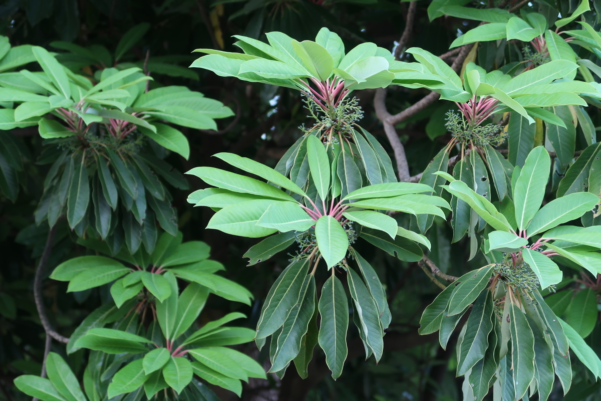 f:id:koro111koyampi:20200514220110j:plain