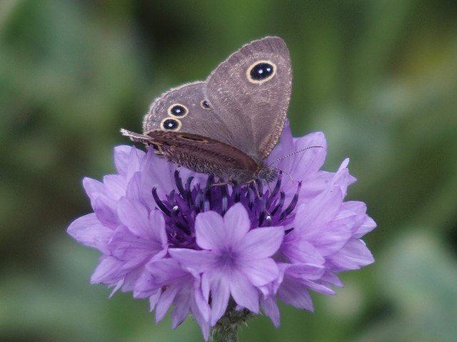 f:id:koro111koyampi:20200515213207j:image