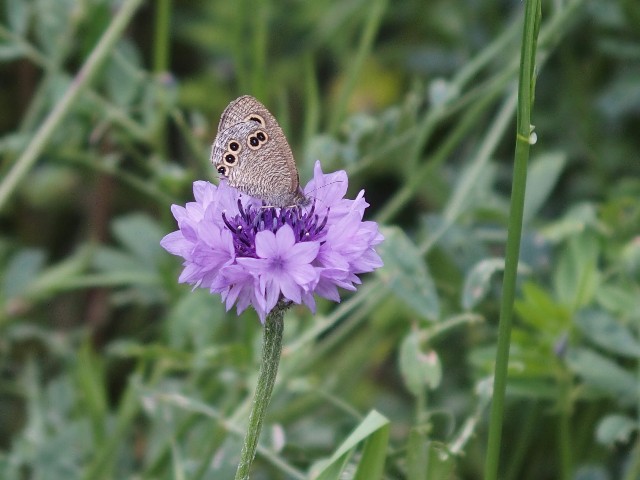 f:id:koro111koyampi:20200515214132j:image