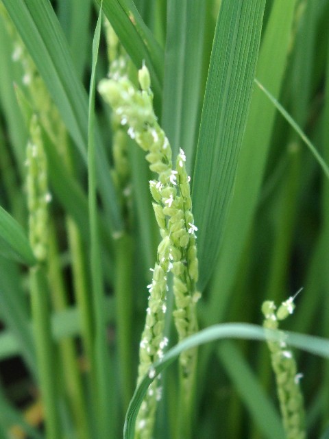 稲の花が咲いたよ こやんぴ のぶらりお散歩ブログ