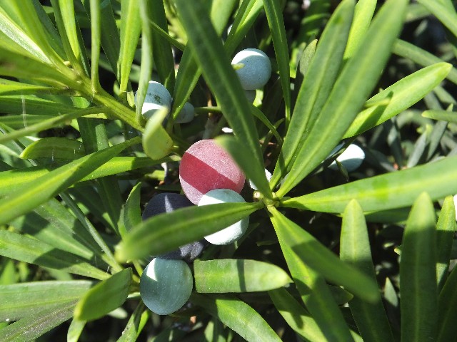 f:id:koro111koyampi:20200828230619j:image