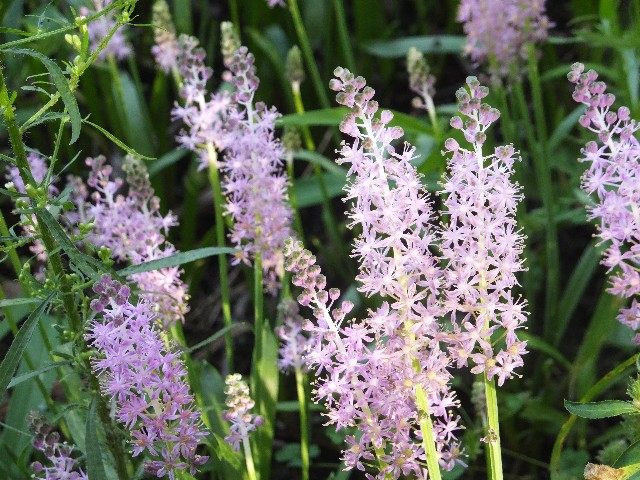f:id:koro111koyampi:20200830224459j:image f:id:koro111koyampi:20200830224459j:image