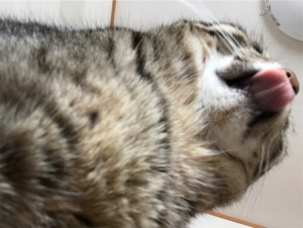 f:id:koro_hiyoshi:20180317204649j:image f:id:koro_hiyoshi:20180317204649j:image