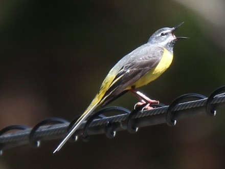 f:id:korobokkur:20110415213432j:image