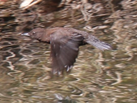 f:id:korobokkur:20110415213433j:image