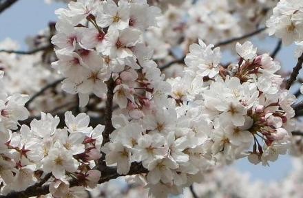 f:id:korobokkur:20110425000502j:image