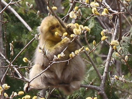 f:id:korobokkur:20110426110356j:image