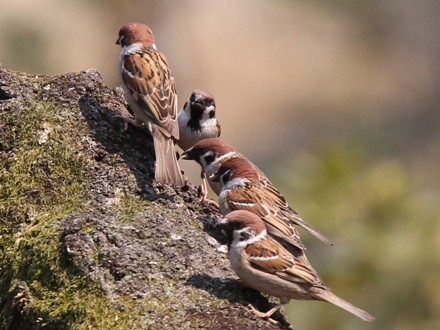 f:id:korobokkur:20110426110357j:image