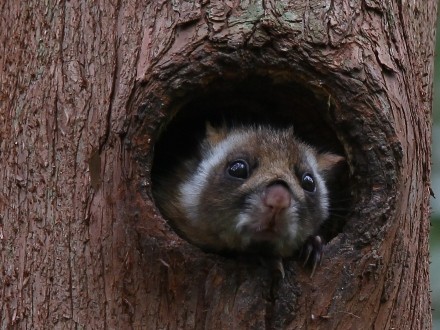 f:id:korobokkur:20110505144138j:image