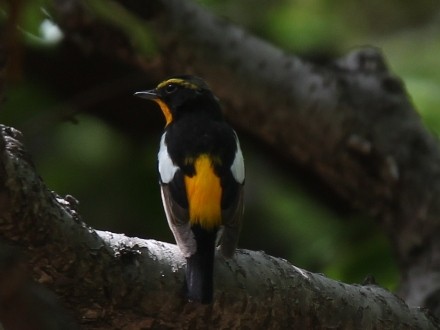 f:id:korobokkur:20110505144650j:image