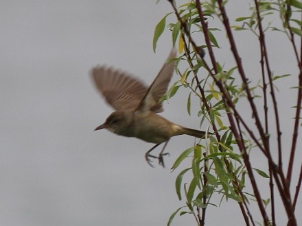 f:id:korobokkur:20110505144651j:image