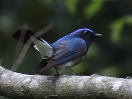 f:id:korobokkur:20110505144652j:image