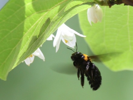 f:id:korobokkur:20110505144945j:image