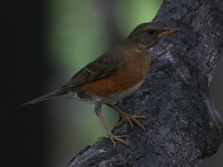 f:id:korobokkur:20110505145146j:image