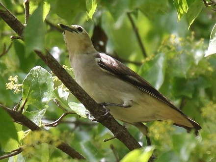 f:id:korobokkur:20110505145147j:image