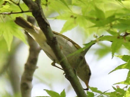 f:id:korobokkur:20110505145148j:image