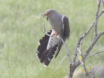 f:id:korobokkur:20110606135807j:image