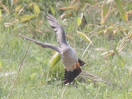 f:id:korobokkur:20110606135809j:image