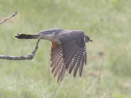 f:id:korobokkur:20110606135811j:image