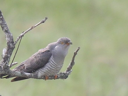 f:id:korobokkur:20110606135812j:image
