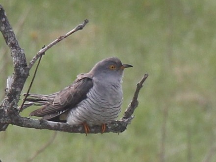 f:id:korobokkur:20110606135813j:image