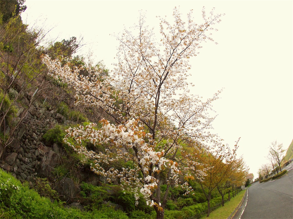 f:id:korokoro-nekochan:20170514173920j:image f:id:korokoro-nekochan:20170514173920j:image
