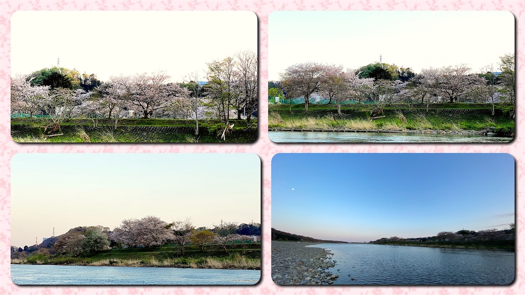 f:id:korokoro-nekochan:20200406221602j:image