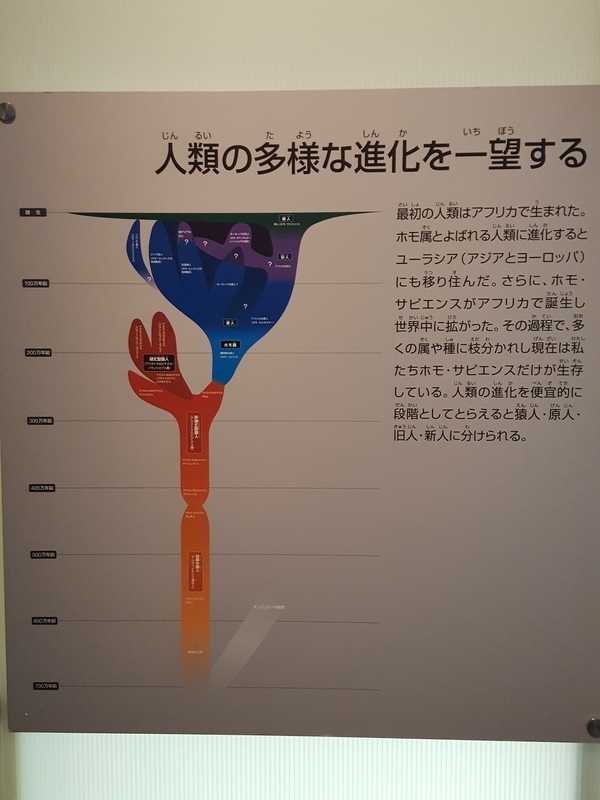 ラスコー展 ラスコーのクロマニョン人の位置づけを地球館で調べてみた ｺﾛｺﾛのアート 見て歩記 調べ歩記