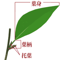 f:id:korokoroblog:20170307115411p:plain