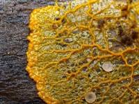 f:id:korokoroblog:20171226032745p:plain f:id:korokoroblog:20171226032745p:plain