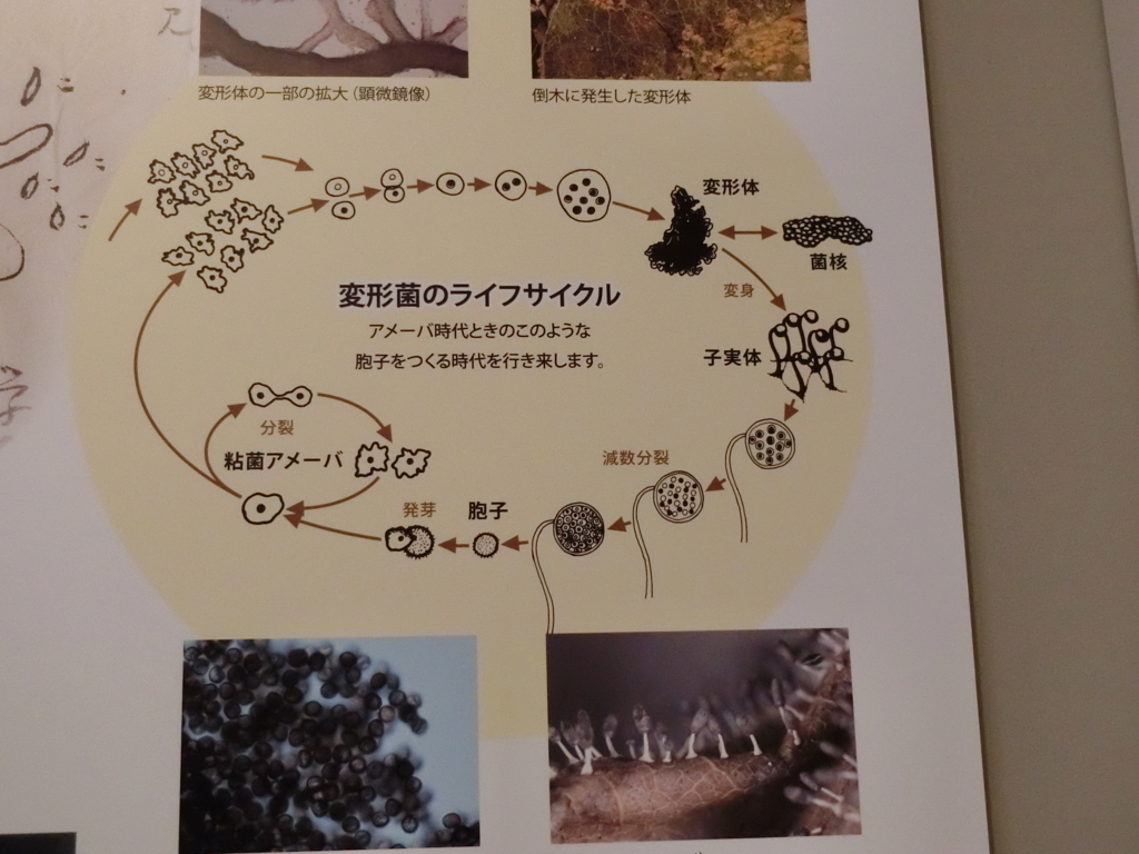 f:id:korokoroblog:20171226051301j:plain f:id:korokoroblog:20171226051301j:plain