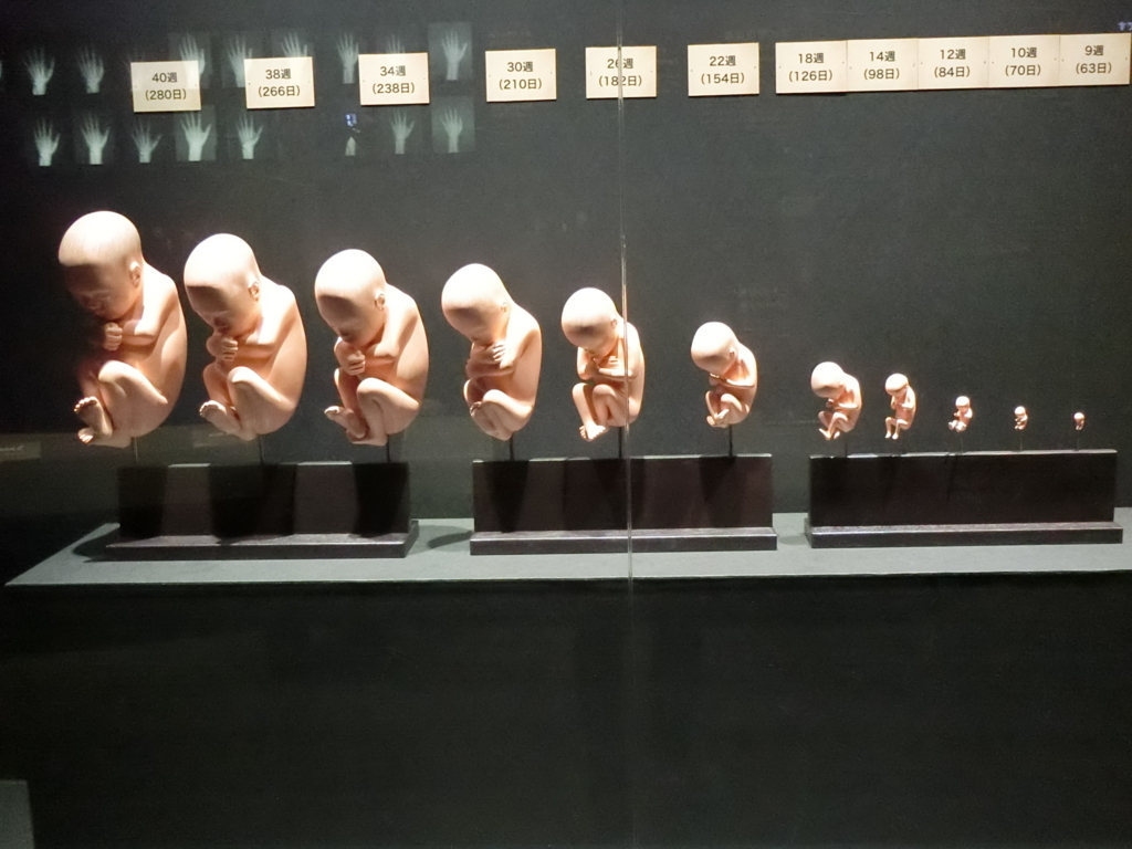 人体展:人体の発生 胎児の成長 コロコロのアート 見て歩記&調べ歩記 人体展:人体の発生 胎児の成長 コロコロのアート 見て歩記&調べ歩記