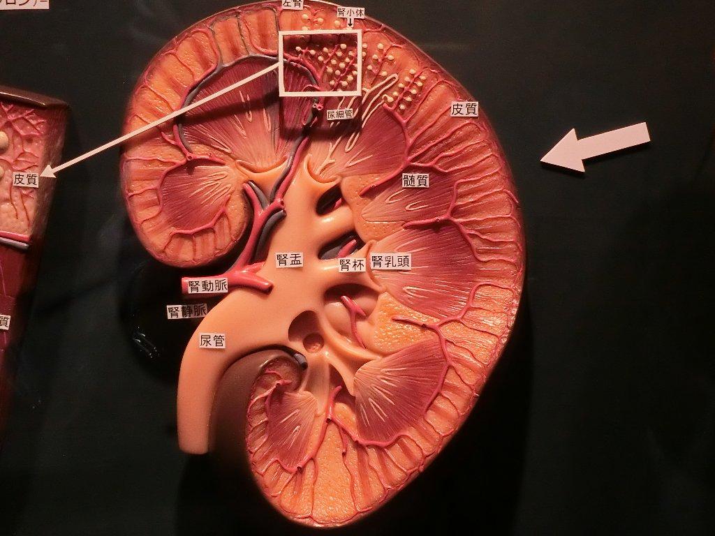 f:id:korokoroblog:20180331191907j:plain