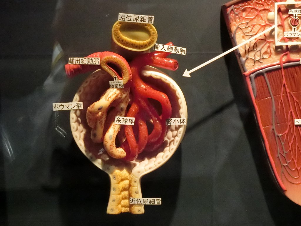 f:id:korokoroblog:20180331191938j:plain